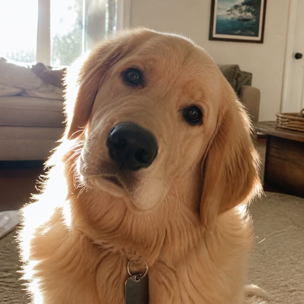 Retrato de un golden retriever